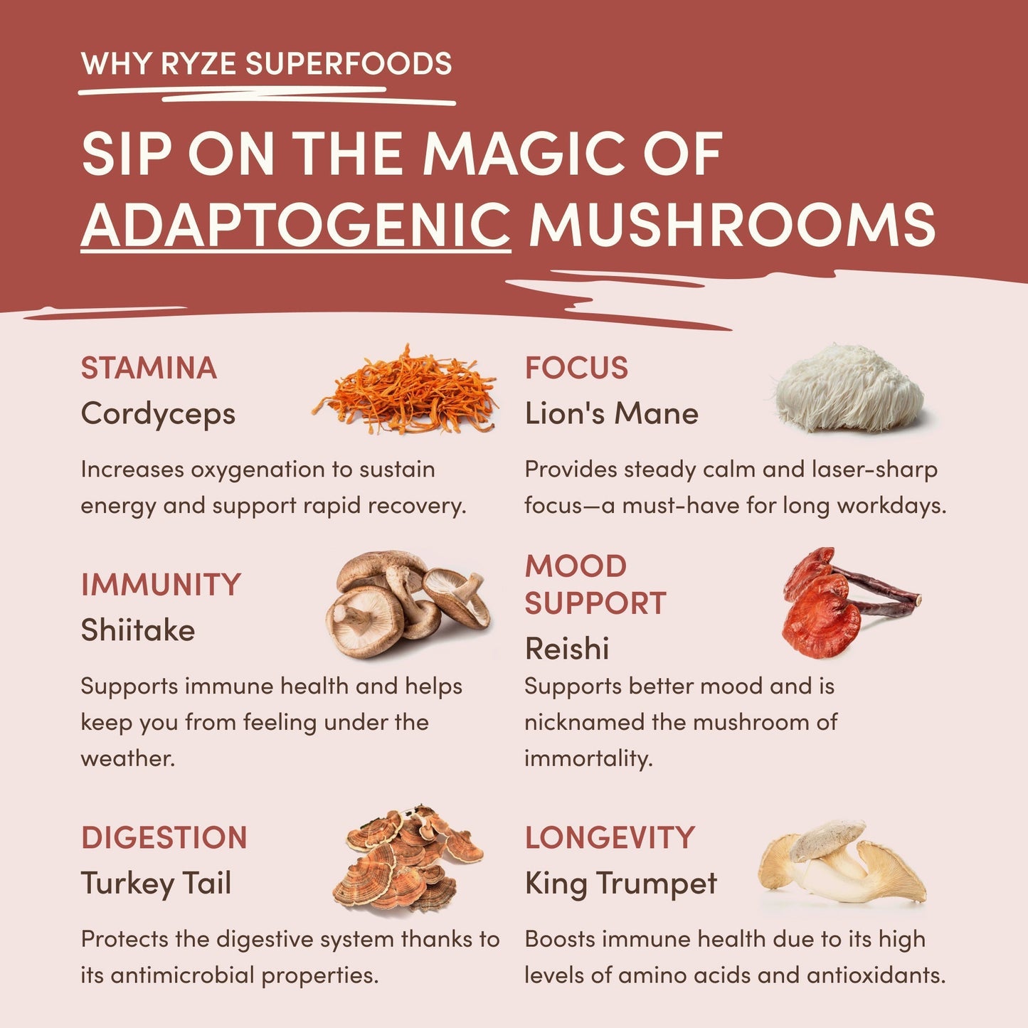 Mushroom Chicory - Cozy dizjz